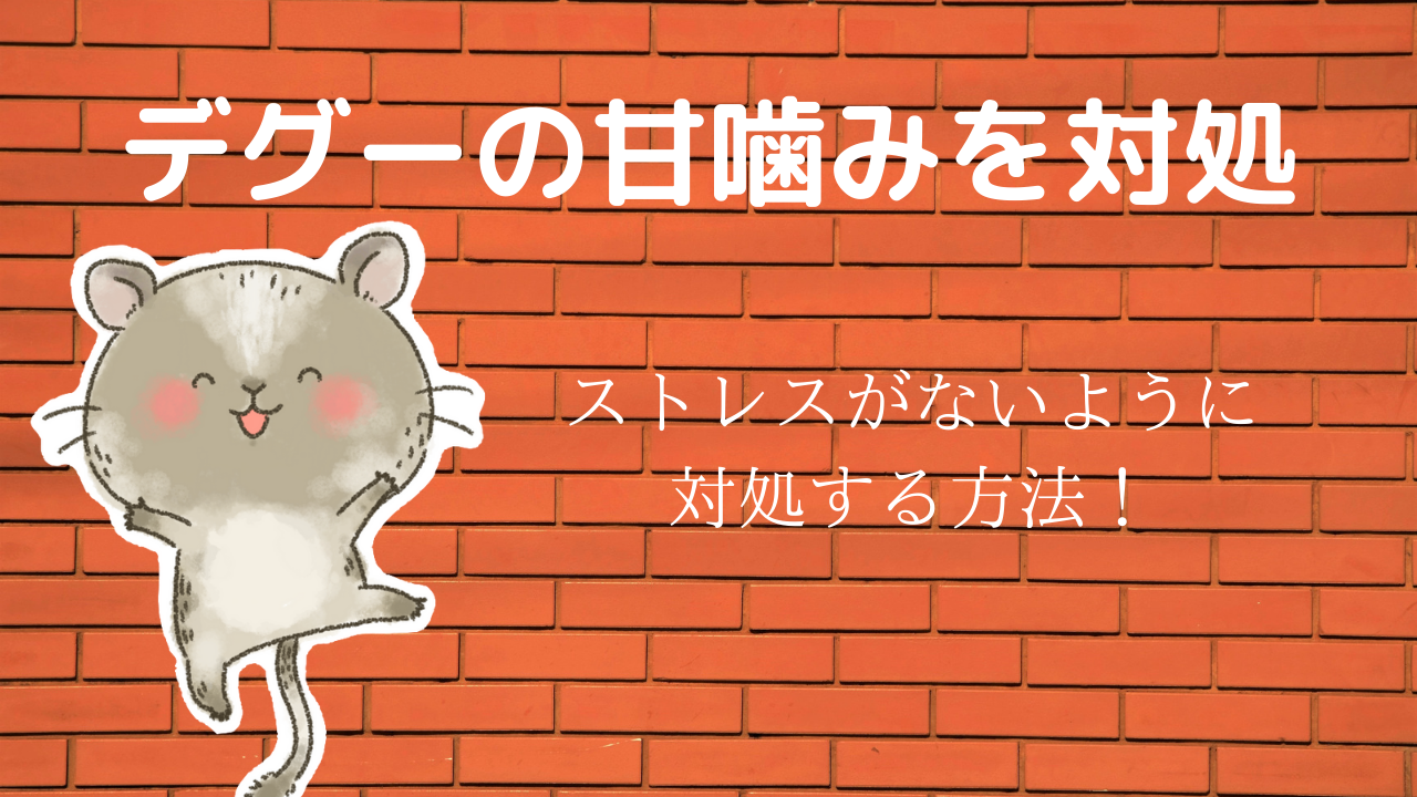 対処法 デグーの甘噛みの意味は 放置していると血が出ることも ててらぼペット部