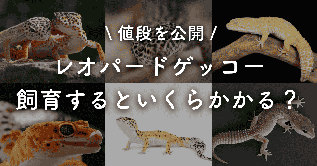 保存版】レオパの飼育にかかる値段はどれくらい？初期費用も紹介 