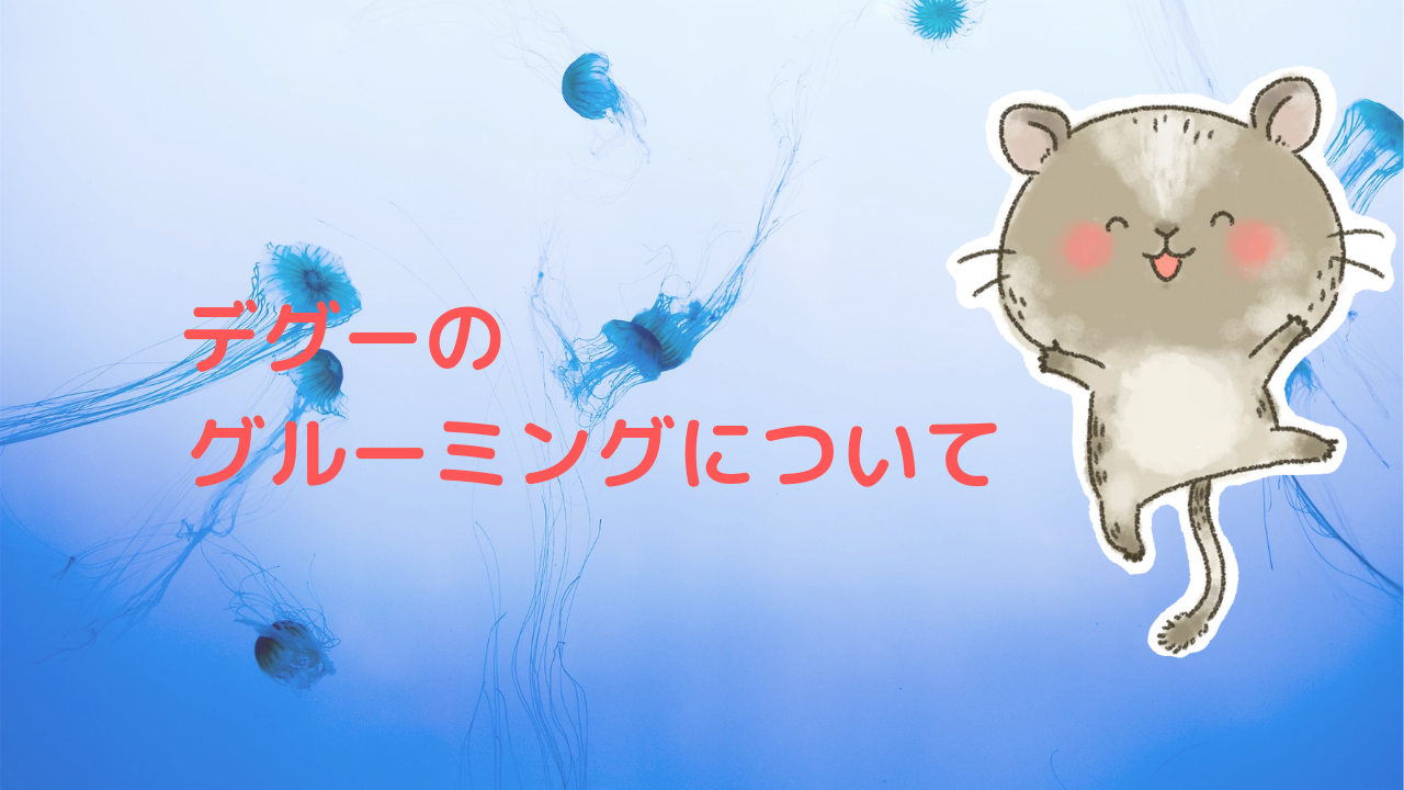 デグーの「グルーミング」の意味とタイミング！仲間だと信頼してくれた証拠！ | ててらぼペット部