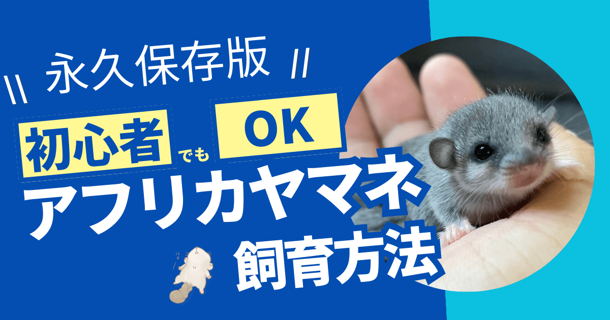 飼育】ヤマネってなつく？アフリカヤマネの飼い方を徹底解説！ケージ 