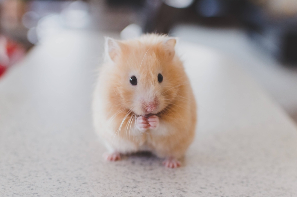小動物の飼育記事で紹介しているハムスター