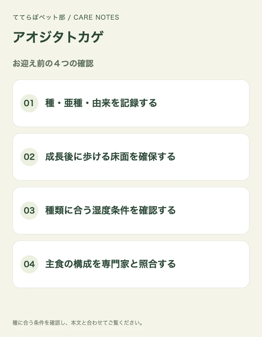 アオジタトカゲのお迎え前に確認する4項目