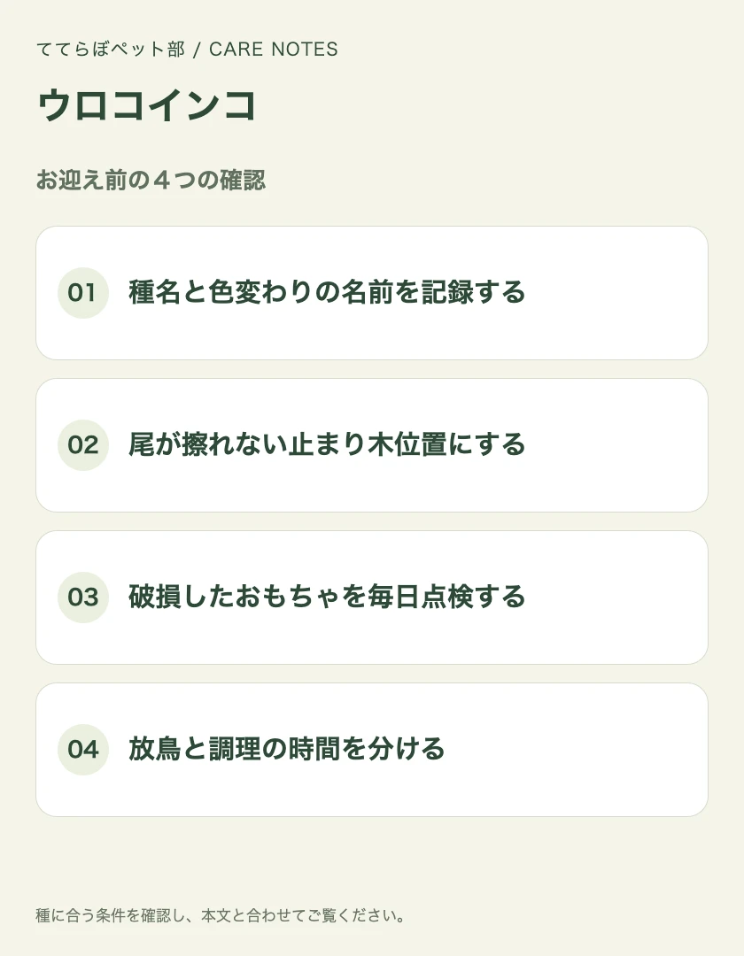ウロコインコのお迎え前に確認する4項目