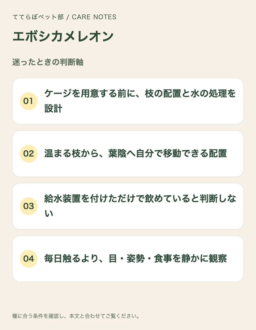 エボシカメレオンの迷ったときの判断軸