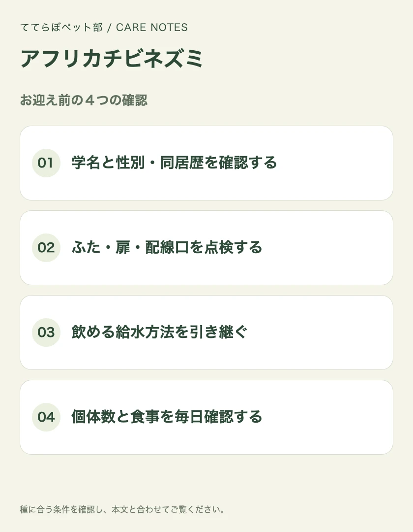 アフリカチビネズミのお迎え前に確認する4項目