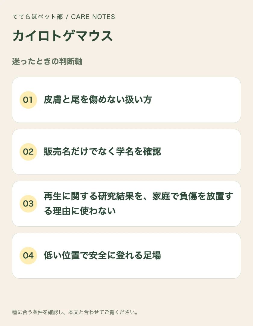 カイロトゲマウスの迷ったときの判断軸
