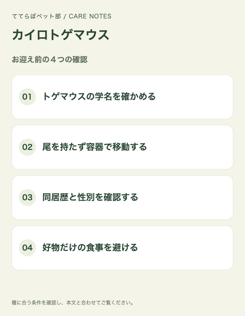 カイロトゲマウスのお迎え前に確認する4項目